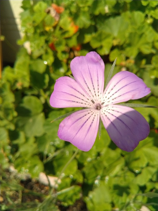 お花！