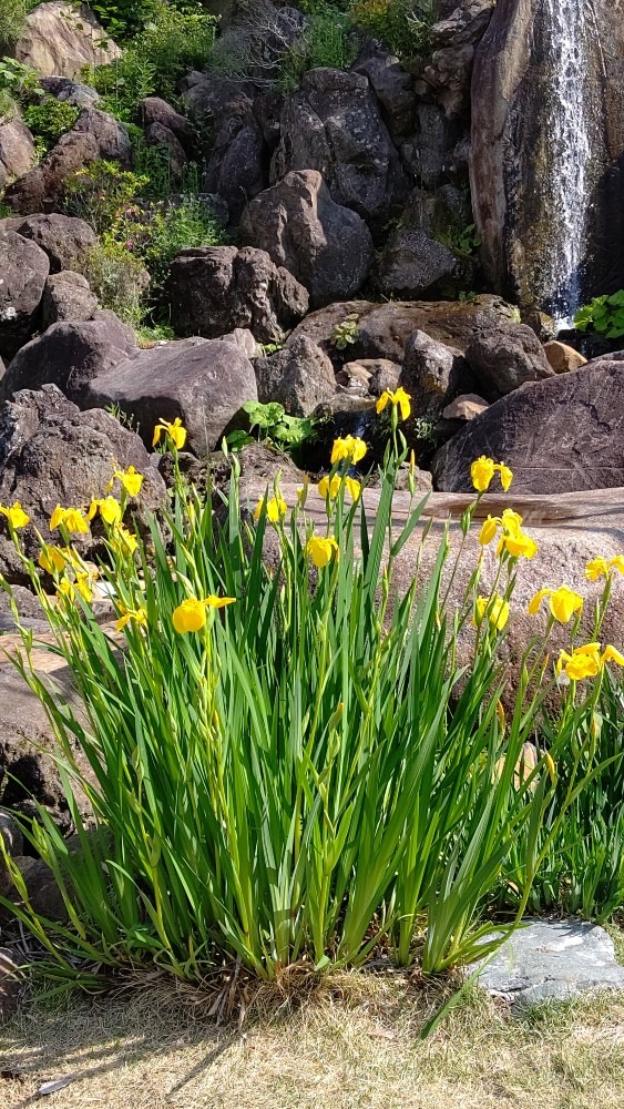 黄菖蒲と滝 涼しげ～⛲