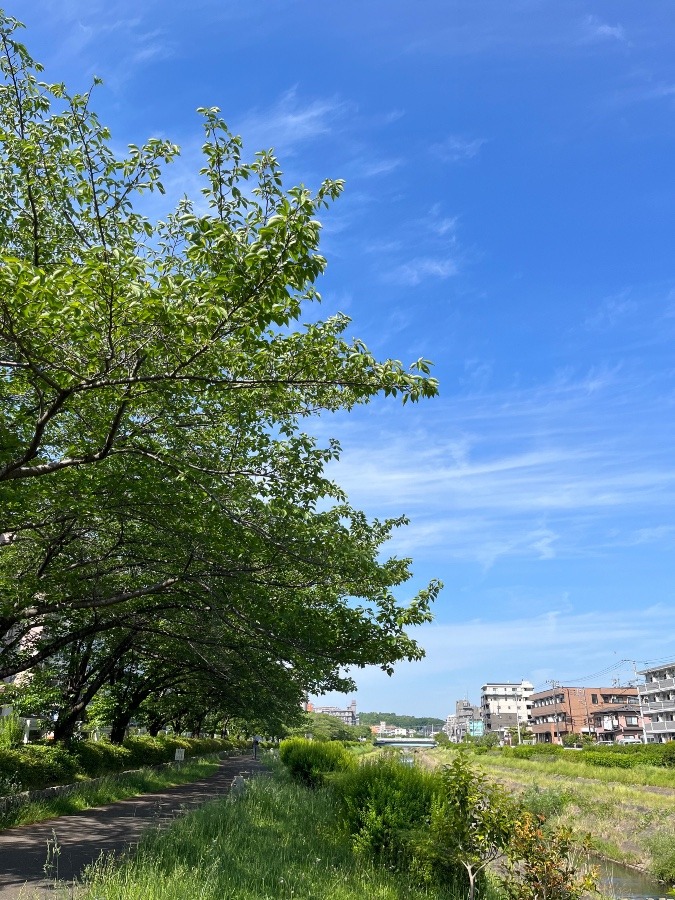 今朝の通勤路