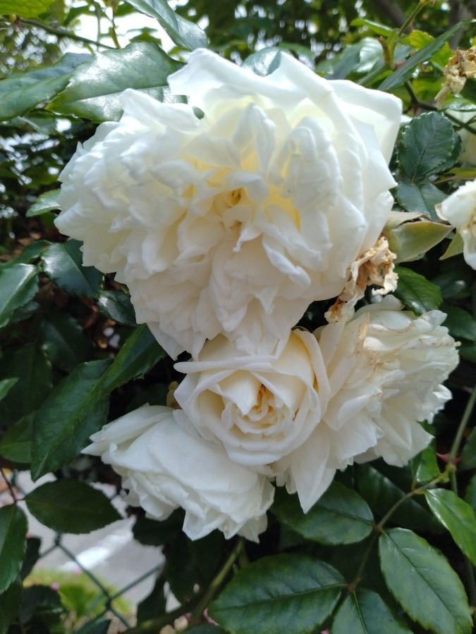 白い薔薇!!