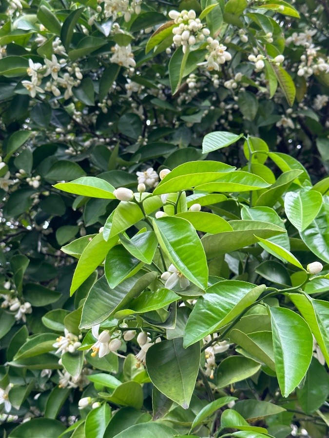 八朔の花の香り✨