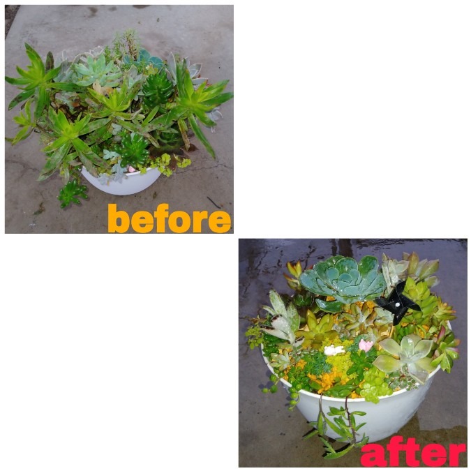 🌱多肉倶楽部🌵🤗　多肉寄せ植え　before&after④