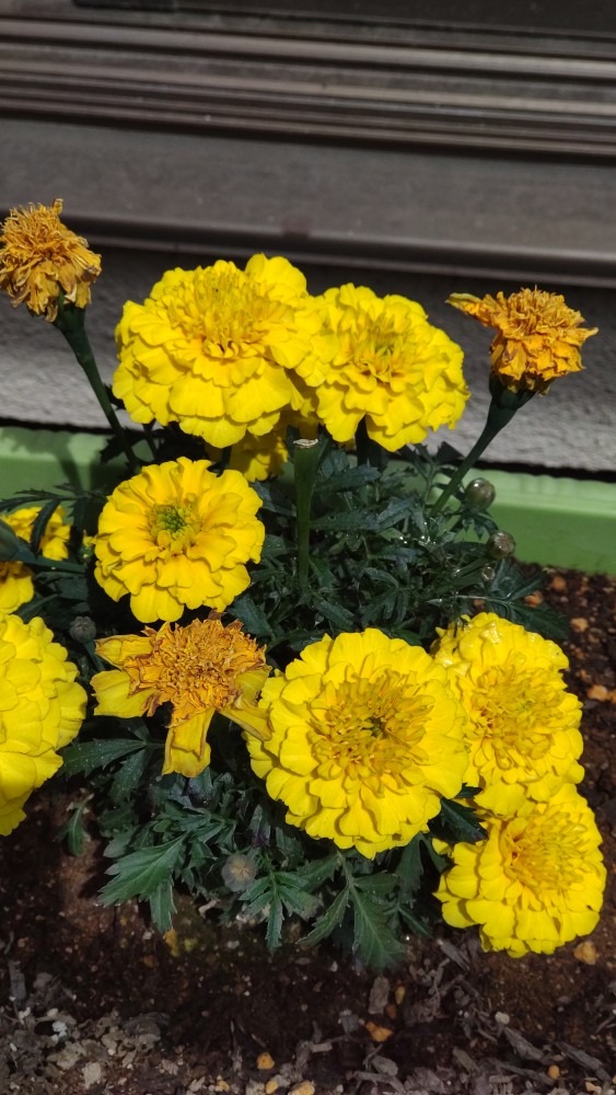 可愛い、黄色い花です。
