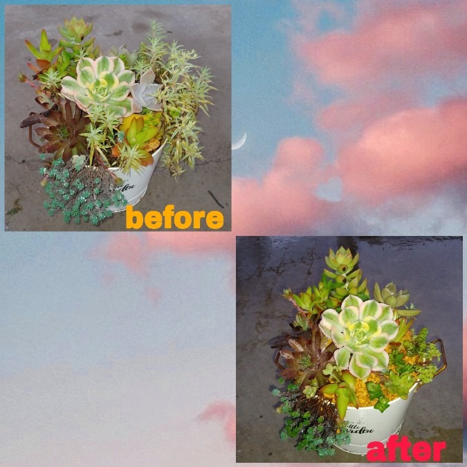 🌱多肉倶楽部🌵🤗　多肉寄せ植え　before&after②