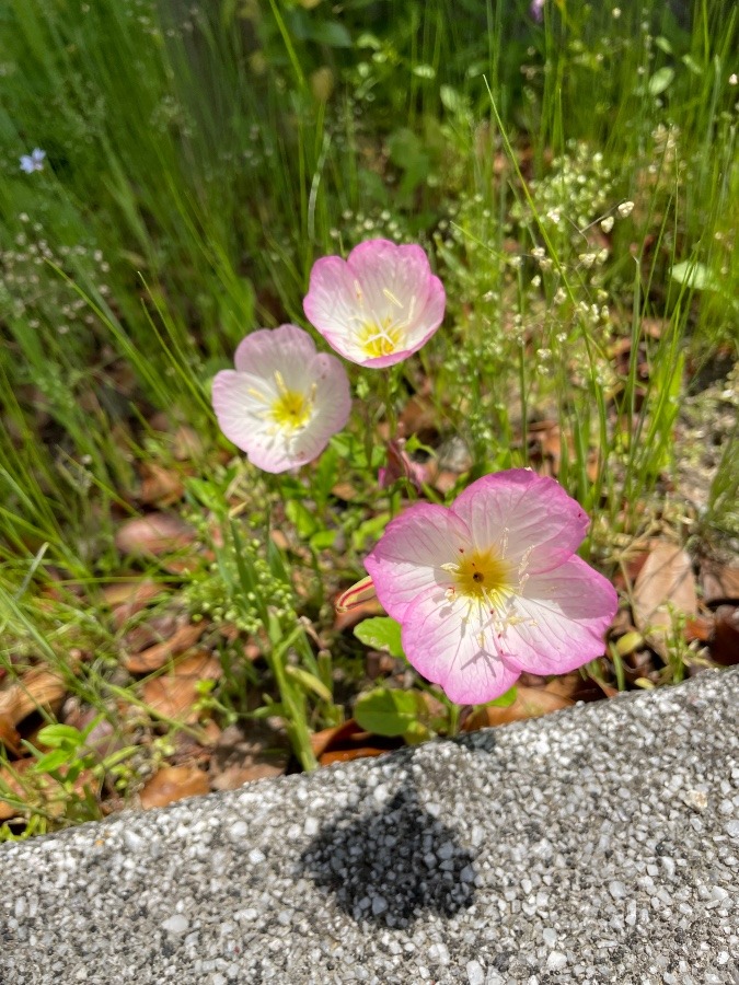 可愛い🌸