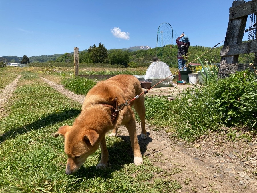 家庭菜園①〈ゴーヤのネット〉