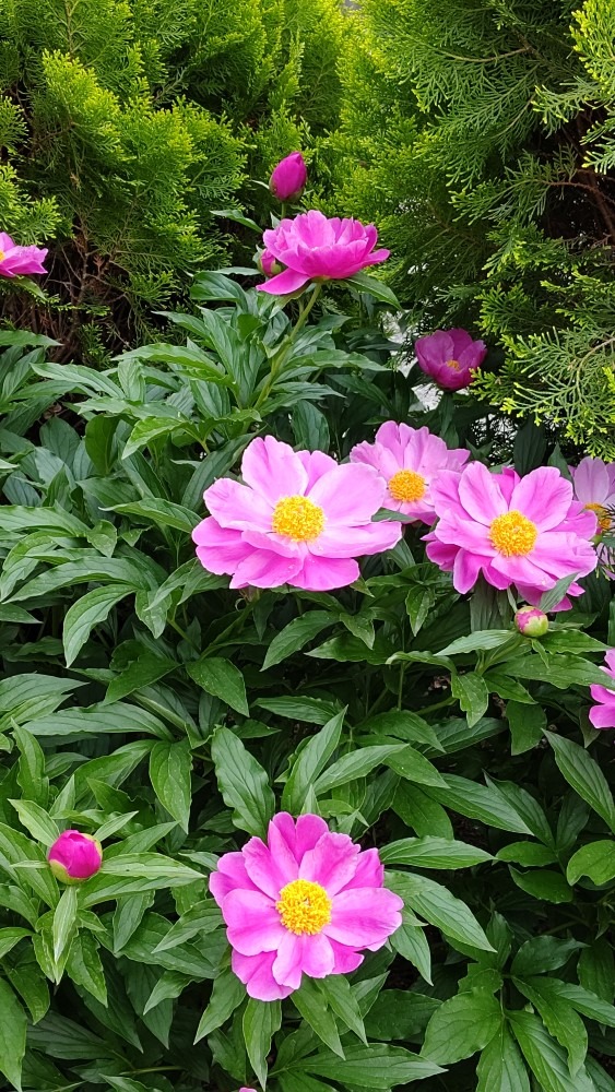 やっと咲いた芍薬❣️