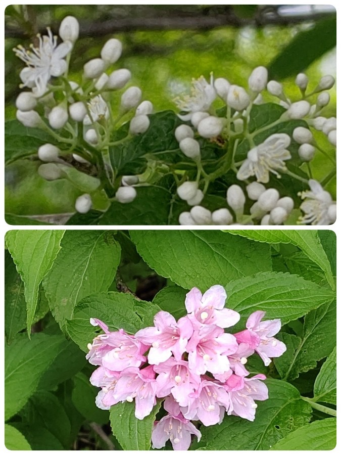 山の初夏の花🌸