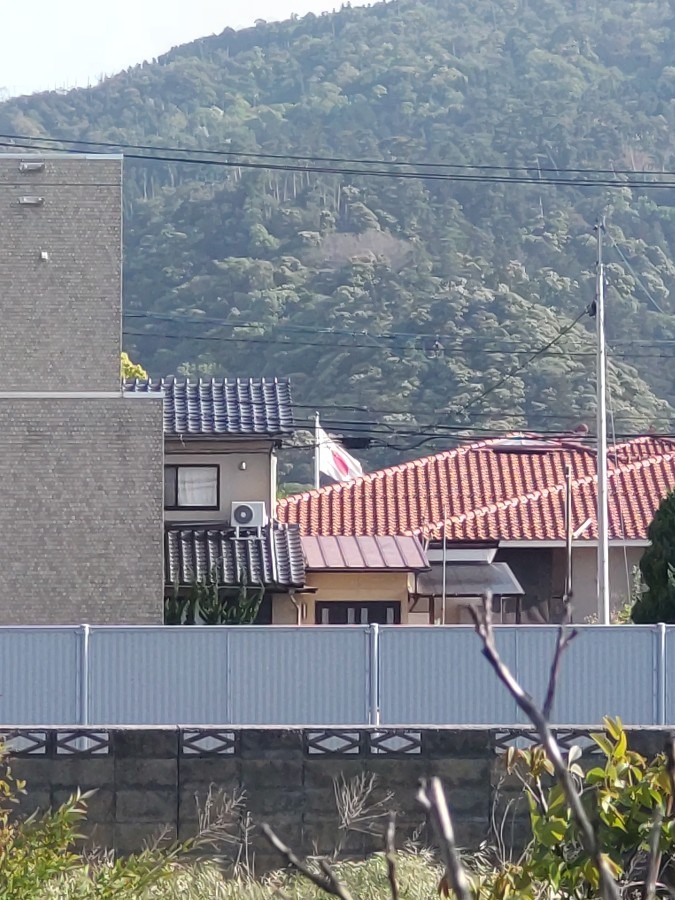 畑から見る出雲大社の日の丸❣