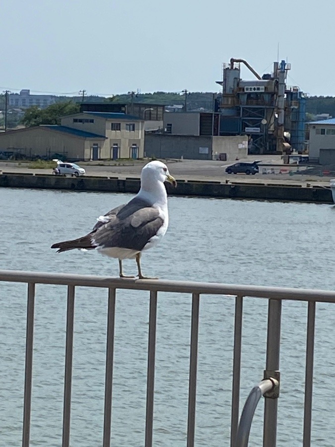 久しぶりの海🕊️