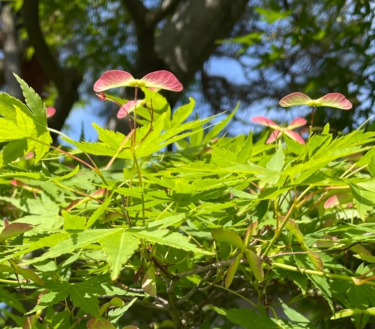 紅葉に異変？？😆