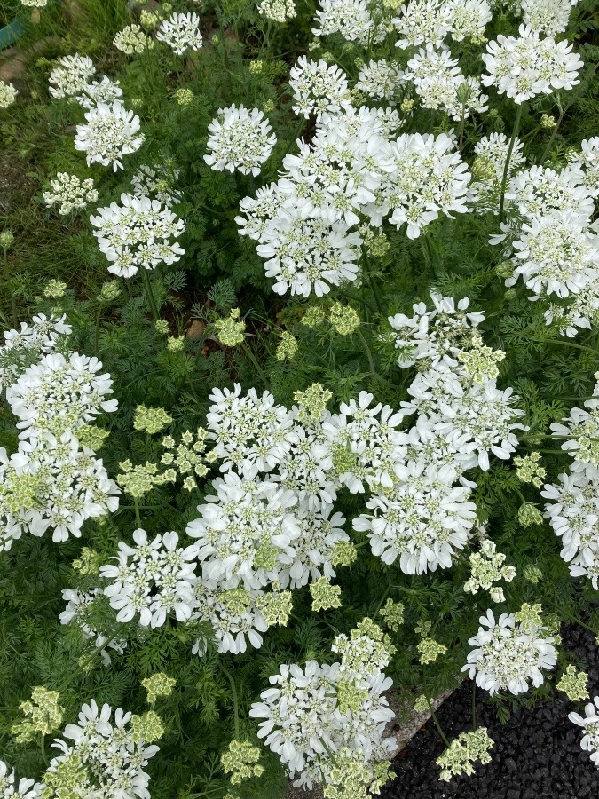 バス停に咲く花❤️