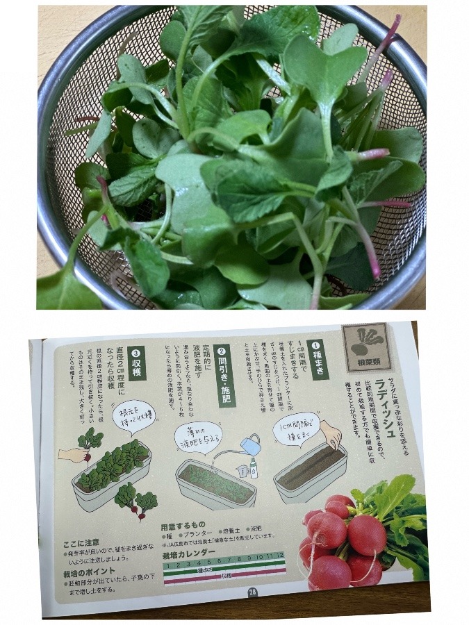 ラディッシュ間引き菜🌱