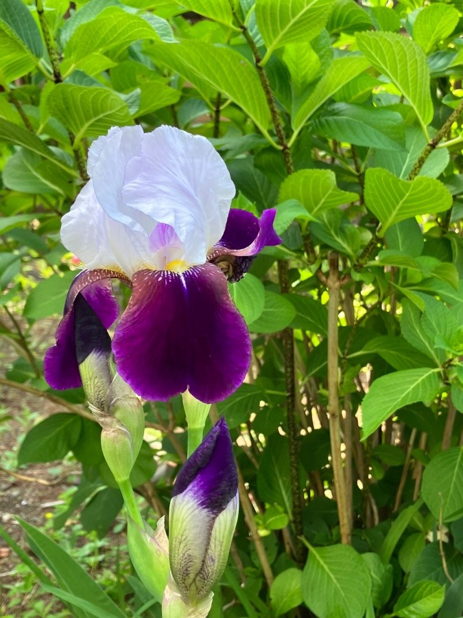 ５月4日の花