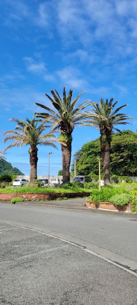 目的地近くで見たヤシの木と青空