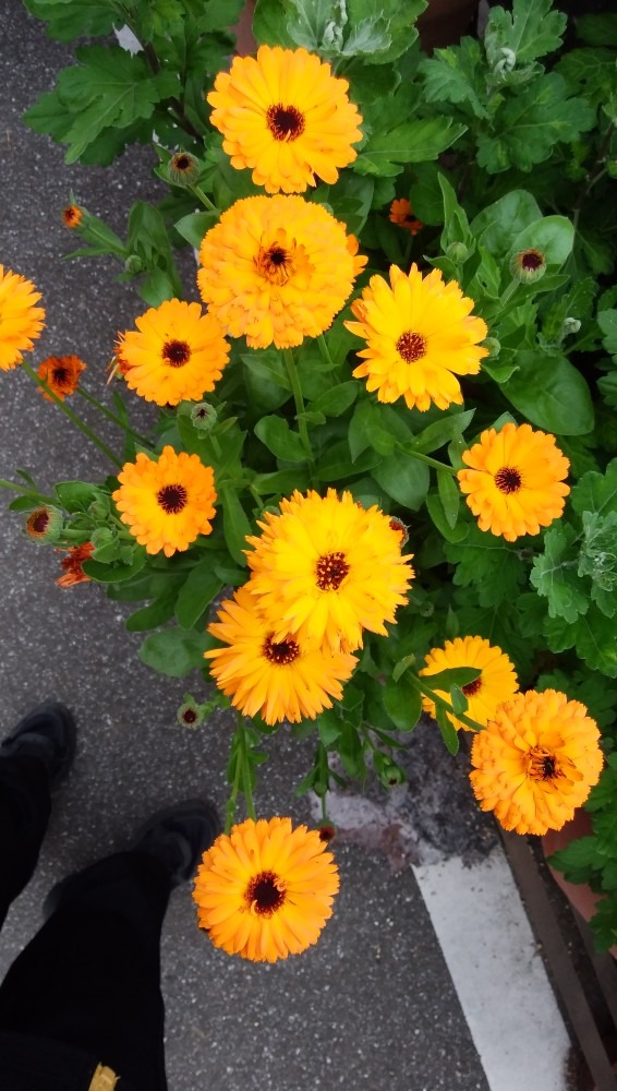 お花！