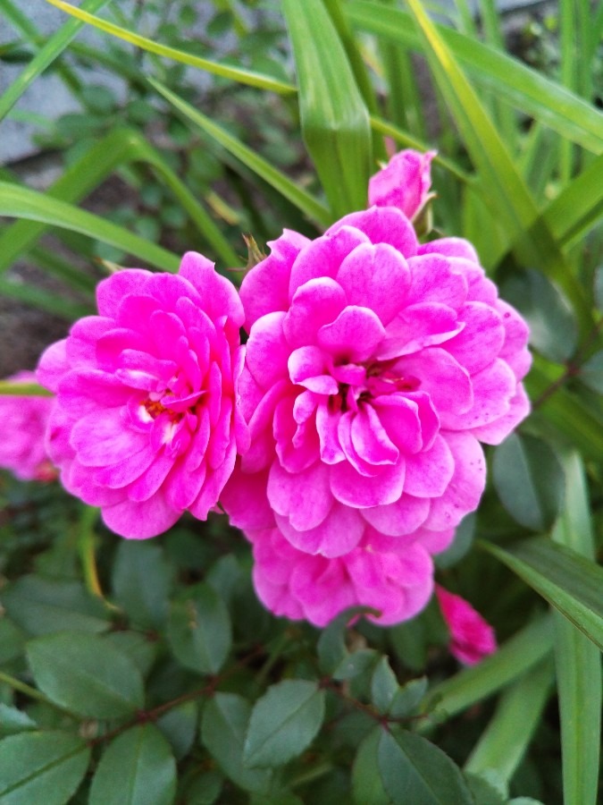 お花！