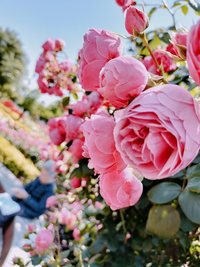 薔薇の公園