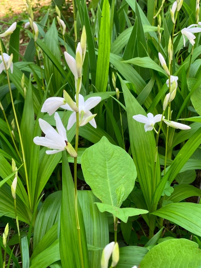 ５月4日の花