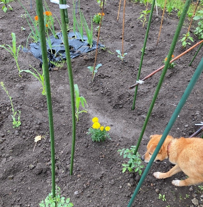 家庭菜園②〈マリーゴールド〉