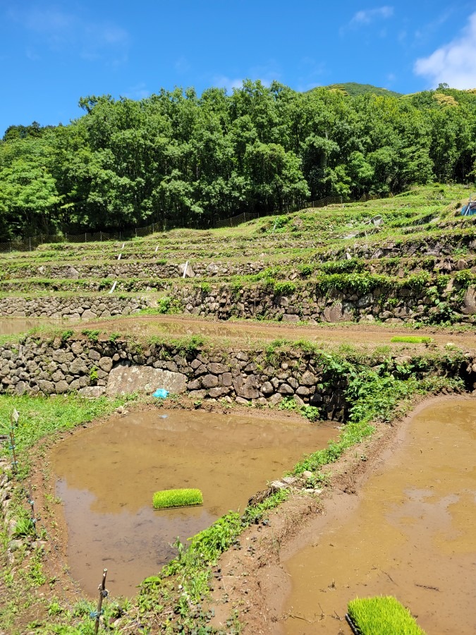 あの日の思い出初めての田植えを体験する事が出来ました