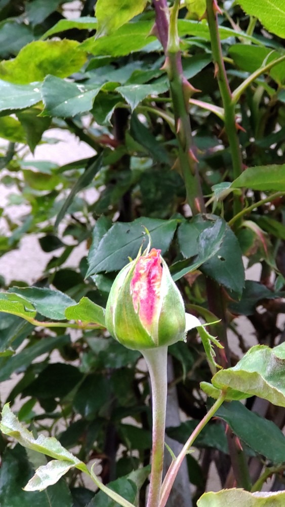 四季咲き薔薇の花芽です。