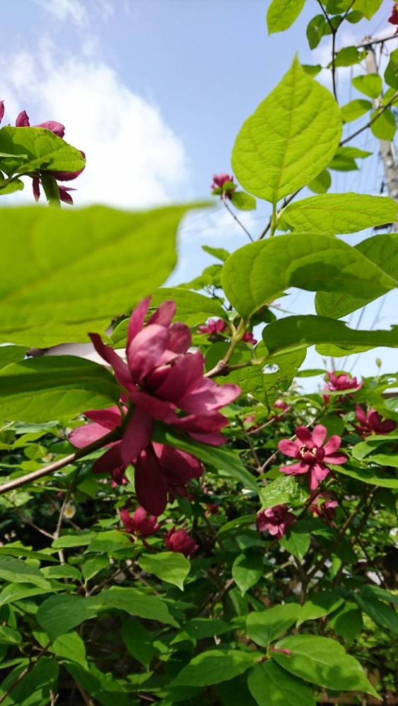 友達の庭の花6