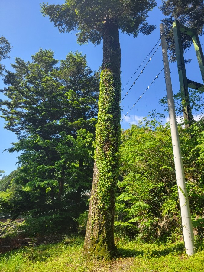 つたの絡まる木を見て学生時代を思い浮かべました