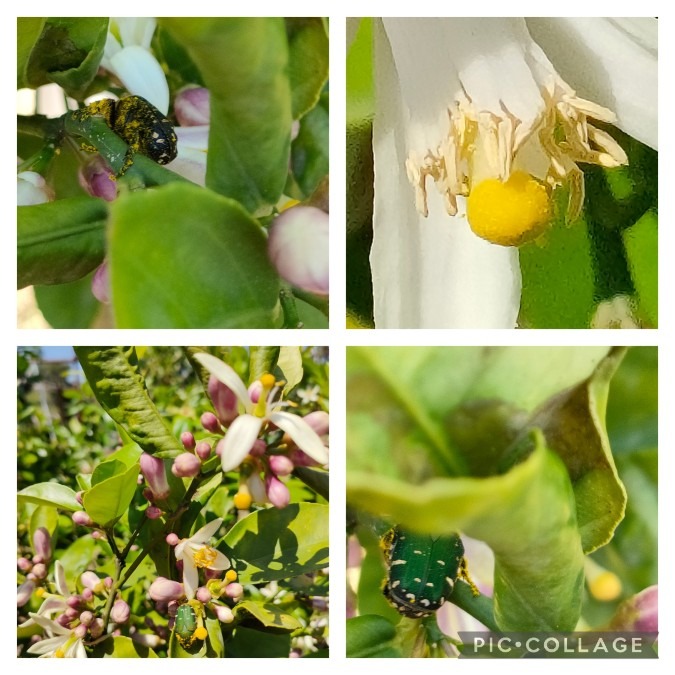 レモンの花がもうすぐ満開になります🍋