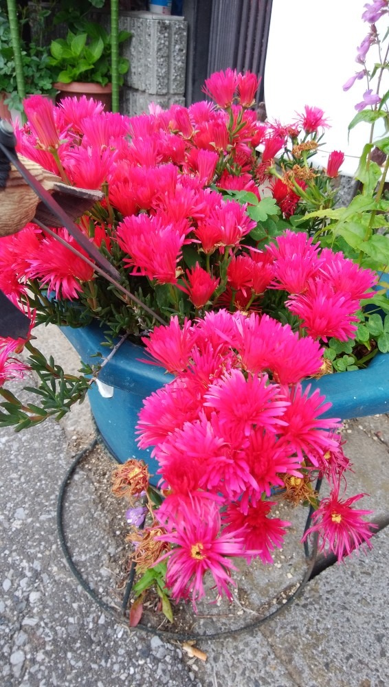 お花！