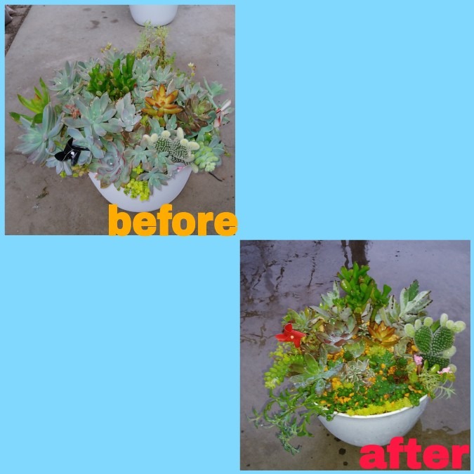 🌱多肉倶楽部🌵🤗　多肉寄せ植え　before&after③