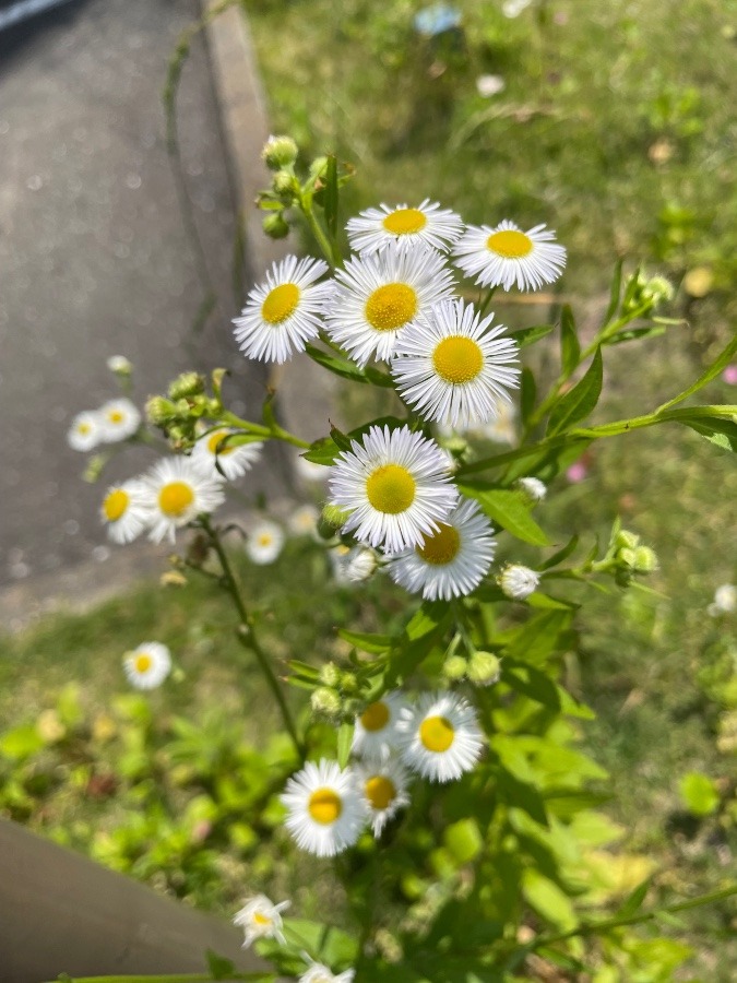 可愛い🌼