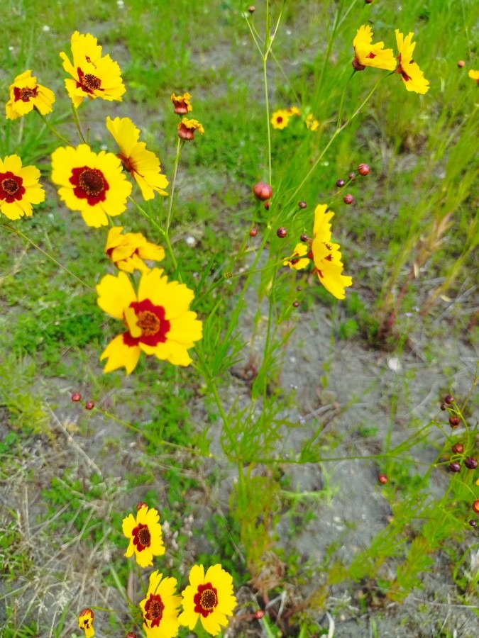 🌼空地で見つけた可愛いお花😊