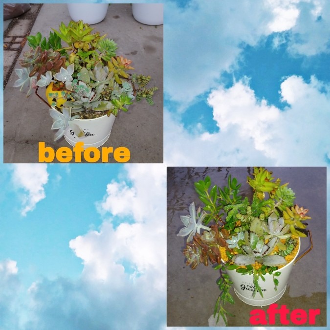 🌱多肉倶楽部🌵🤗　多肉寄せ植え　before&after①