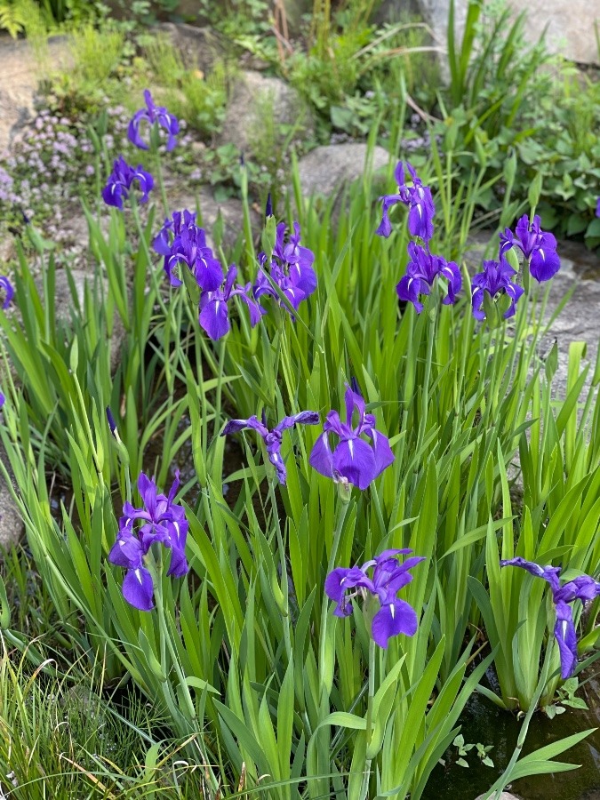 笠間日動美術館  分館の花