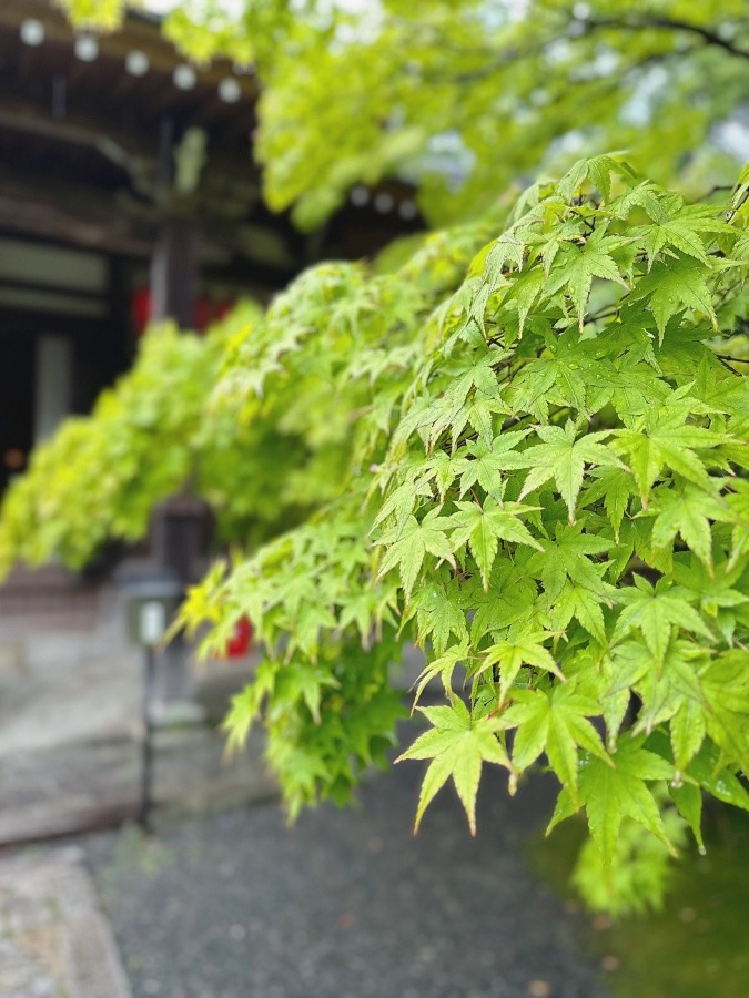 雨の京都