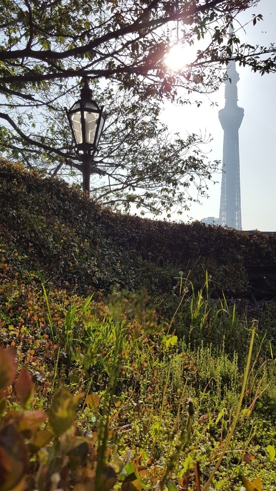 懐かしき東京⑥〈東京スカイツリー〉