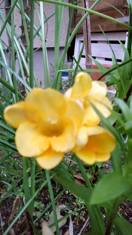 たった一輪、フリージアの花です。