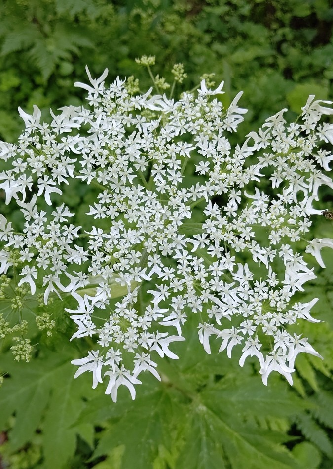 花火みたい❗️