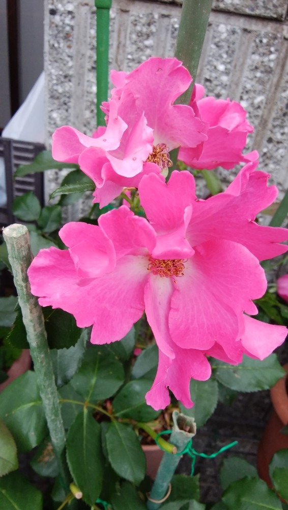 お花！
