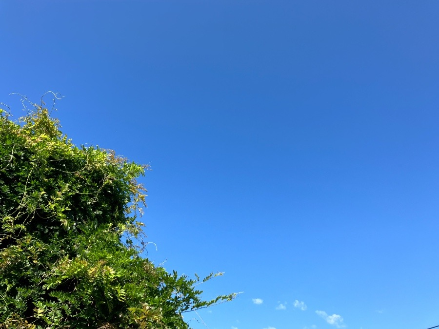 6/4 朝空（虫の日）