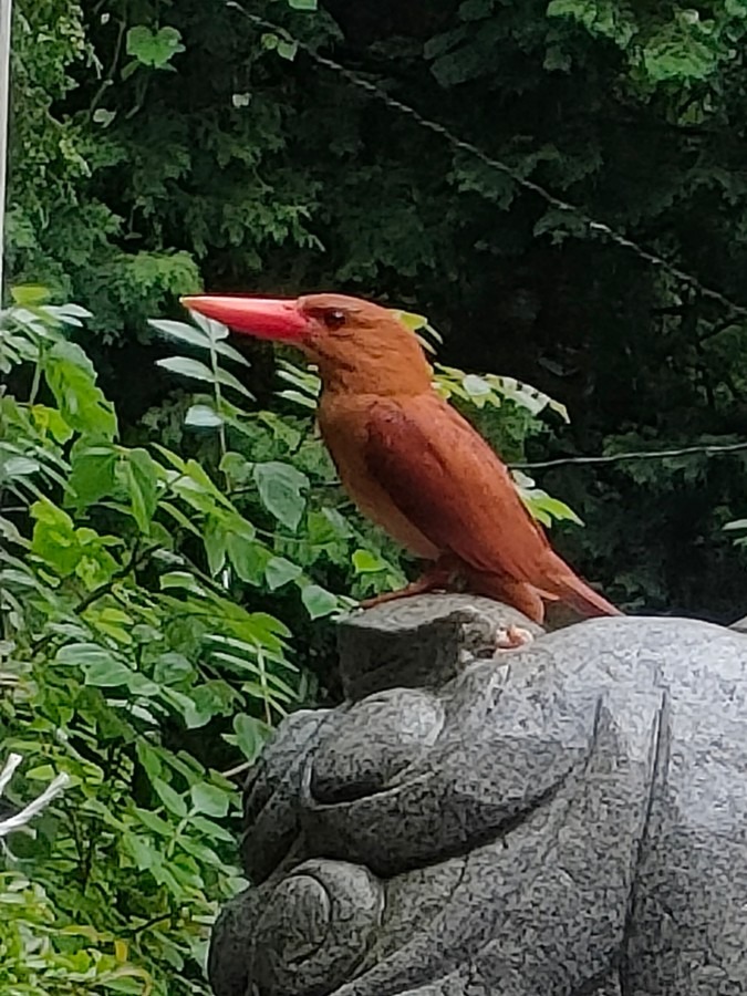 火の鳥　アカショウビン