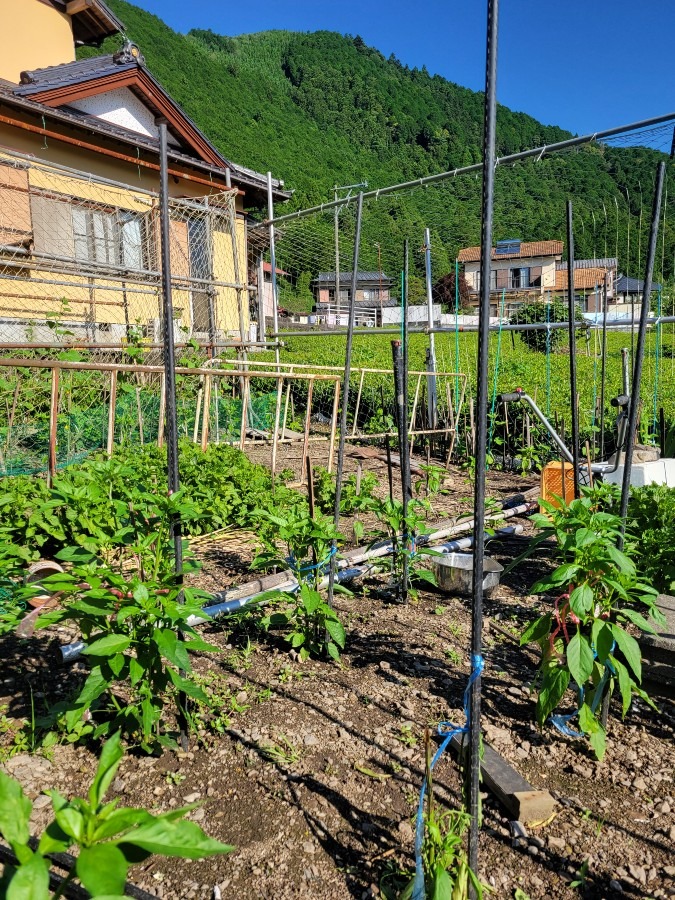 頑固な父の家庭菜園です