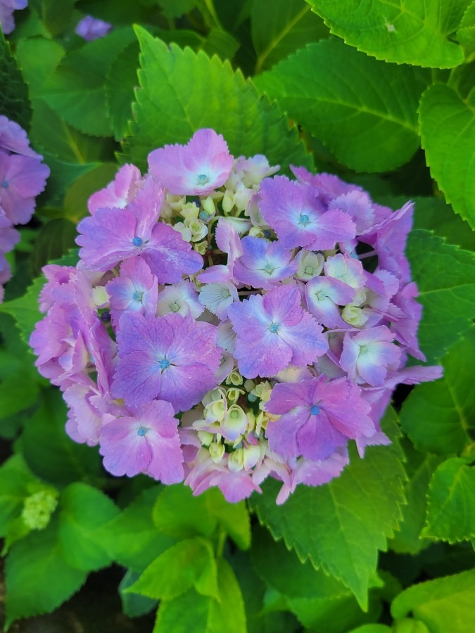 我が家の紫陽花ピンクバージョン