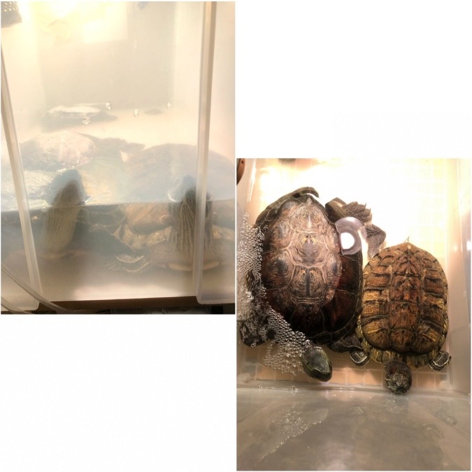 手前に