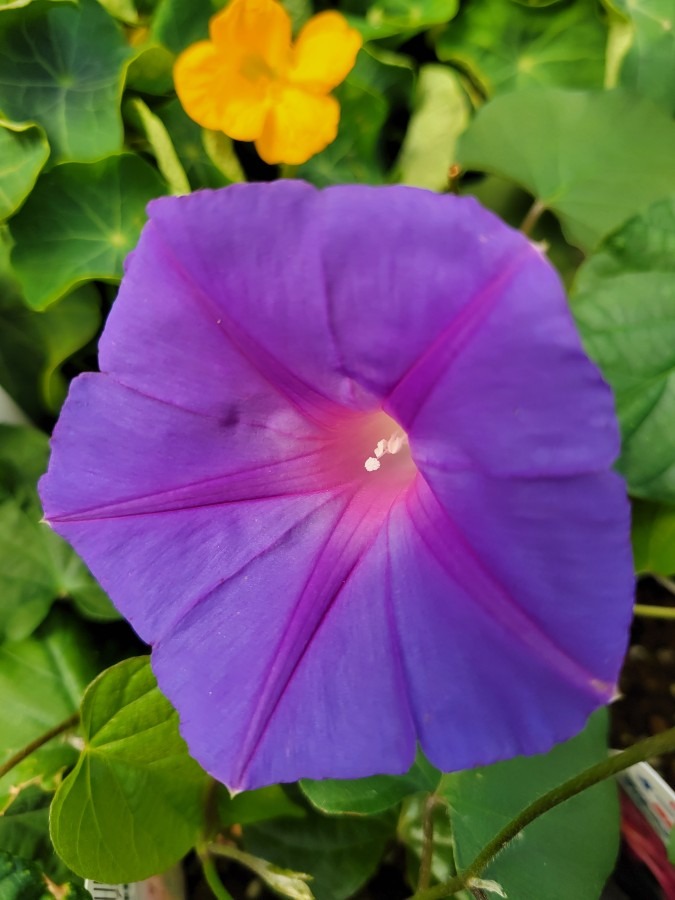 オーシャンブルーの花が綺麗でした