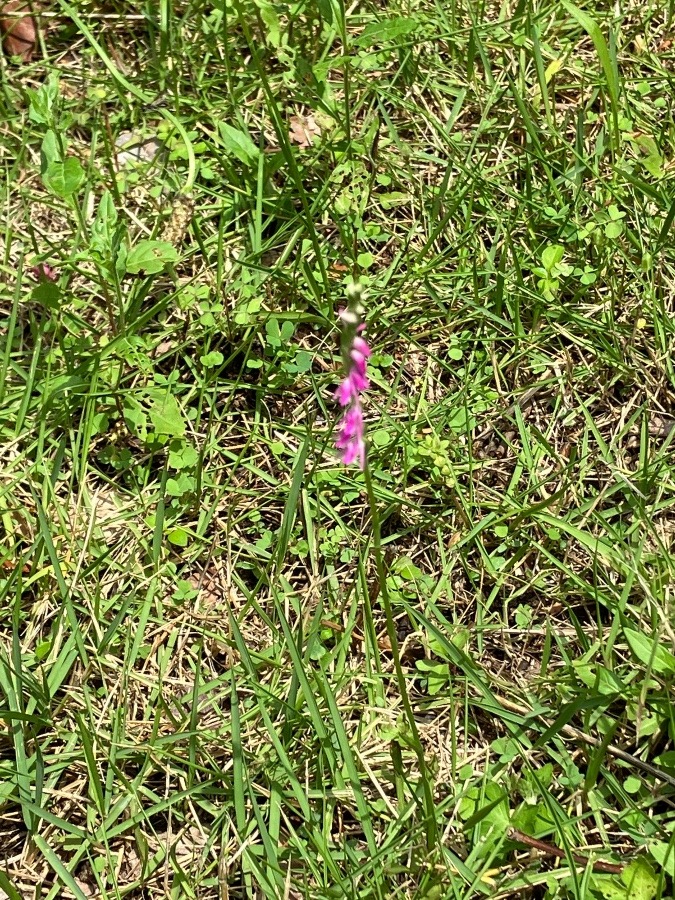 《ねじ花》発見