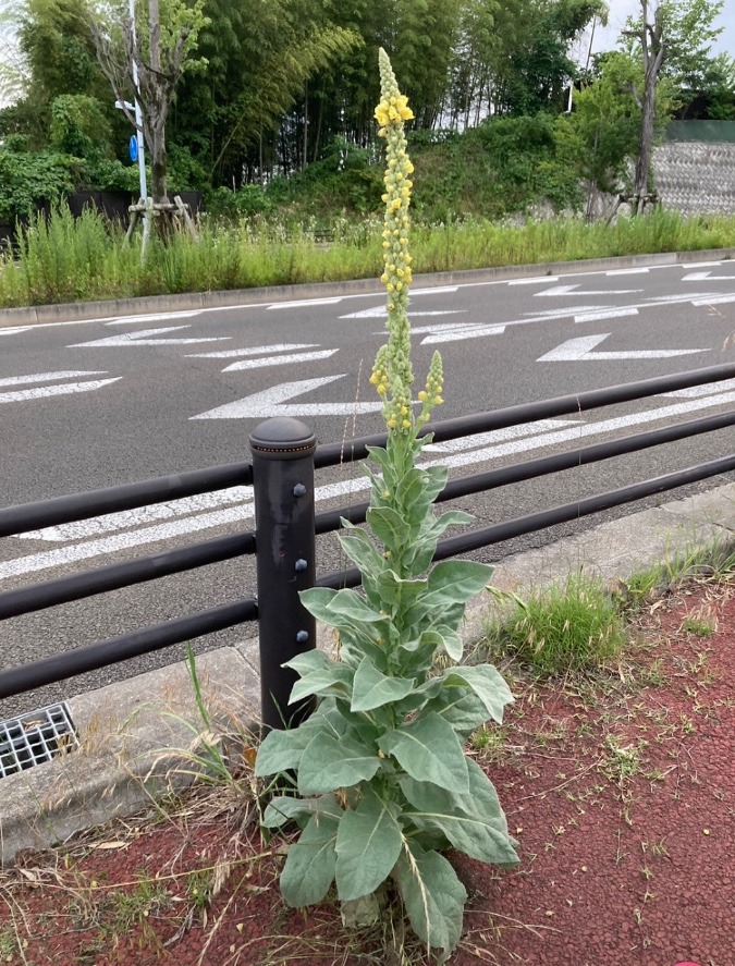 ビロードモウズイカ❣️