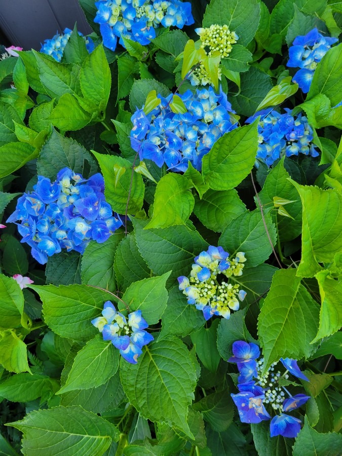 我が家の紫陽花ブルーバージョン