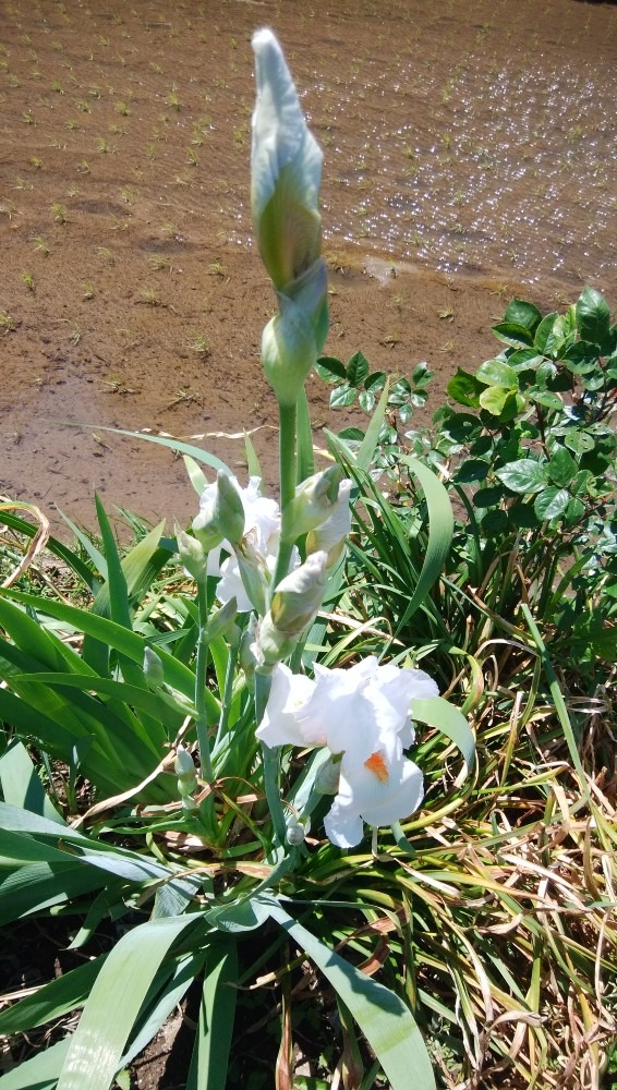 お花！